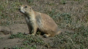 PICTURES/Theodore Roosevelt National Park/t_Prairie Dogs14.JPG